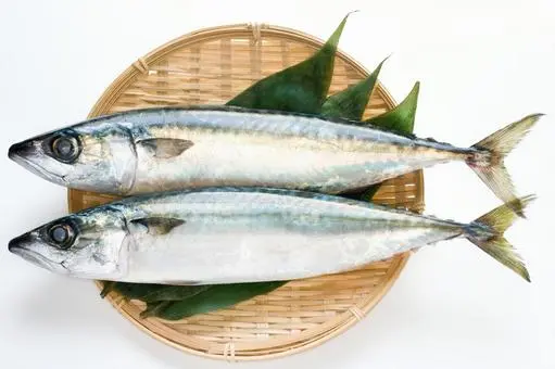 鯖の写真